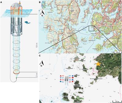 Extreme Levels of Ocean Acidification Restructure the Plankton Community and Biogeochemistry of a Temperate Coastal Ecosystem: A Mesocosm Study